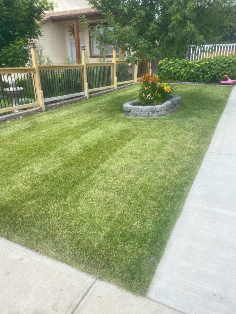 Lawn with a central flower bed in Lethbridge